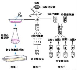 从实验室到田间 人造种子技术如何颠覆传统农业？